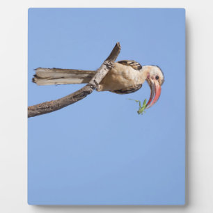 Rotschnabel Fotoplatte