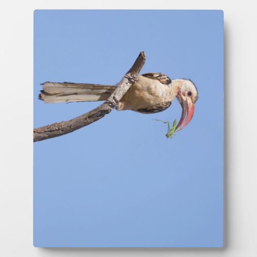 Rotschnabel Fotoplatte (Vorderseite)