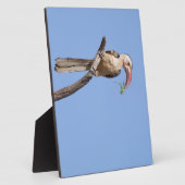 Rotschnabel Fotoplatte (Seite)