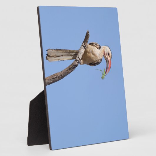 Rotschnabel Fotoplatte (Seite)