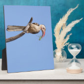 Rotschnabel Fotoplatte (Seite)