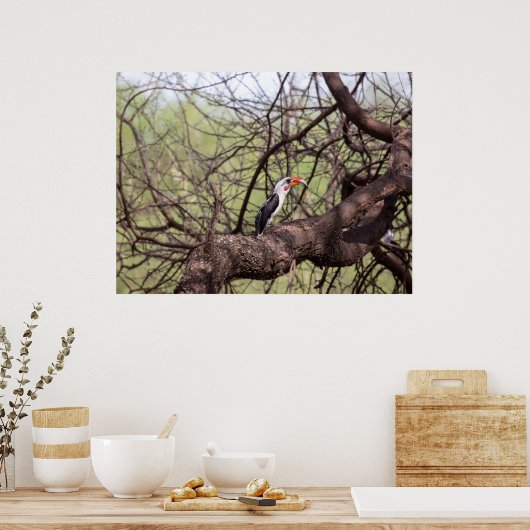 Rotschnabel-Hornbill — Sentinel der Savanne Poster (Küche)
