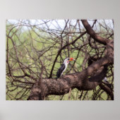 Rotschnabel-Hornbill — Sentinel der Savanne Poster (Vorne)