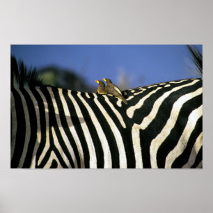 Rotschnabel-Madenhacker auf dem Rücken eines Zebra Poster