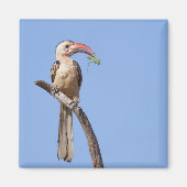 Rotschnabel Magnet (Vorne)