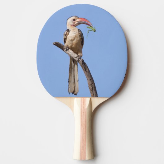 Rotschnabel Tischtennis Schläger (Vorderseite)