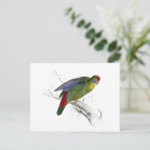 Rotschnabelparrakeet Postkarte (Stehend Vorderseite)