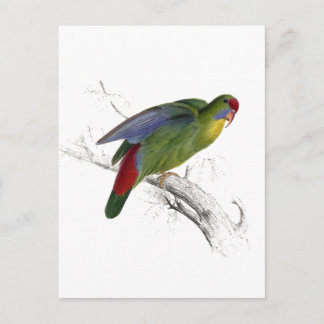 Rotschnabelparraket Postkarte