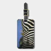 Rotschnabelspecht auf einem Zebra-Rücken - Simbabw Gepäckanhänger (Vorderseite vertikal)