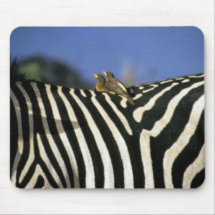 Rotschnabelspecht auf einem Zebra-Rücken - Simbabw Mousepad