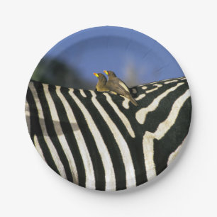 Rotschnabelspecht auf einem Zebra-Rücken - Simbabw Pappteller