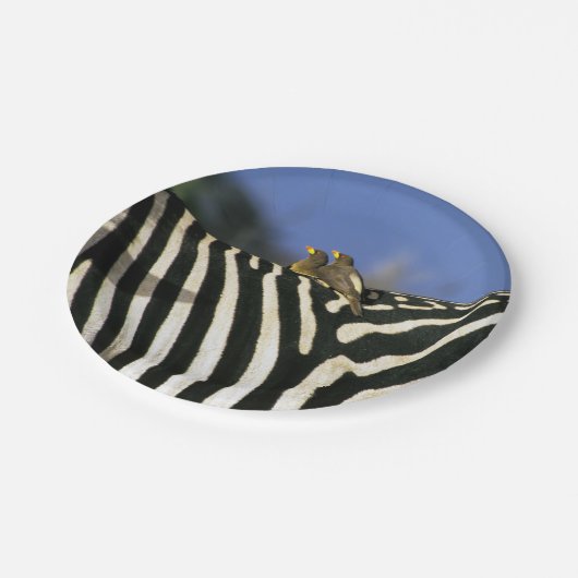 Rotschnabelspecht auf einem Zebra-Rücken - Simbabw Pappteller (Schrägansicht)
