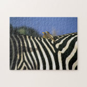 Rotschnabelspecht auf einem Zebra-Rücken - Simbabw Puzzle (Horizontal)