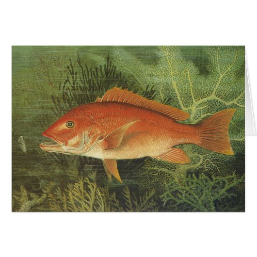 Rotschnappfisch im Ozean, Vintages Leben in der Ma (Vorderseite (Horizontal))
