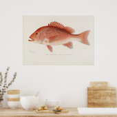 Rotschnappfisch Vintage Kunst Poster (Küche)
