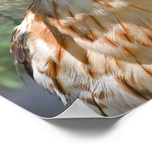 Rotschulterfalke Poster (Ecke)