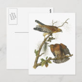 Rotschulterfalke von Audubon Postkarte (Vorne/Hinten)