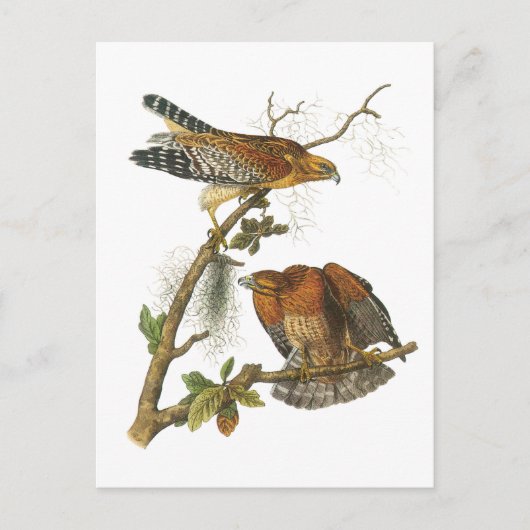 Rotschulterfalke von Audubon Postkarte (Vorderseite)