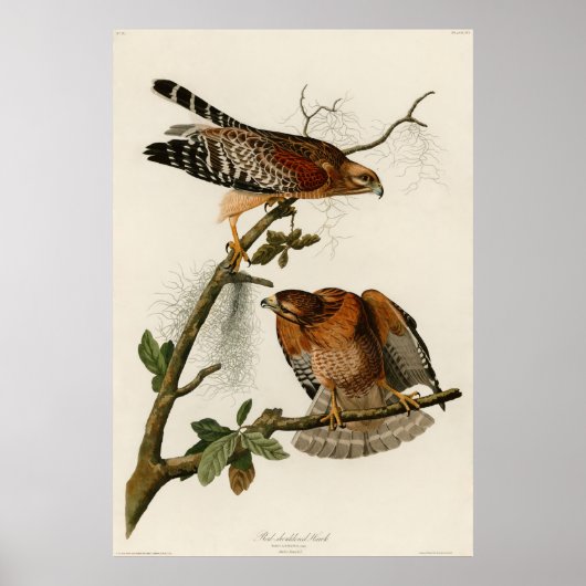 Rotschulterfalken, Blatt 56 - Audubon Poster (Vorne)