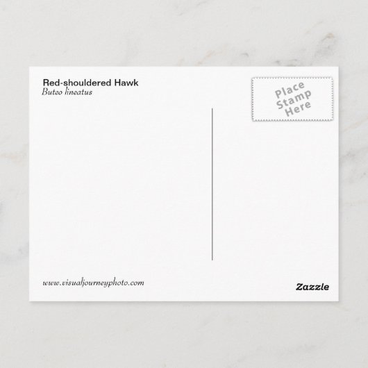 Rotschulterfalken (Buteo lineatus) Postkarte (Rückseite)