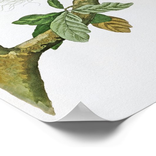 Rotschulterige Hawk John Audubon Birds of America Poster (Ecke)