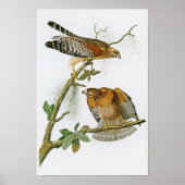 Rotschulterige Hawk John Audubon Birds of America Poster (Vorne)