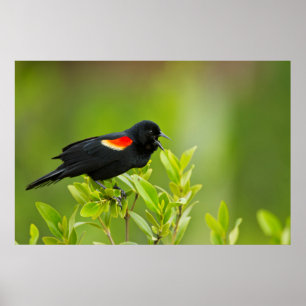 Rotschulterstärling (Agelaius Phoeniceus) Poster