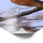 Rotschuppenhawk (Satin) Foto Enlar (Ecke)