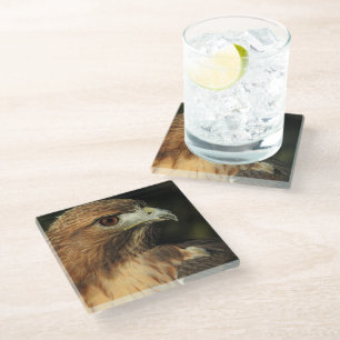 Rotschwanz-Hawk-Untersetzer Glasuntersetzer