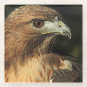 Rotschwanz-Hawk-Untersetzer Glasuntersetzer (Vorderseite)