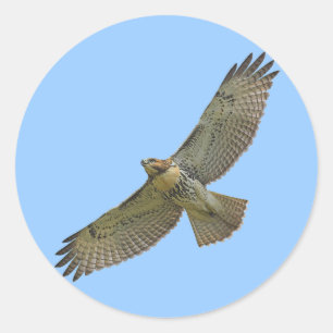 RotSchwanz hochfliegende Aufkleber