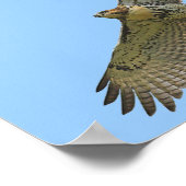 Rotschwanz-Schwebeflug Poster (Ecke)