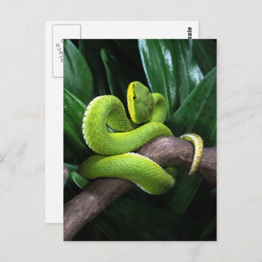 Rotschwanzbambuspitviper Postkarte (Vorne/Hinten)