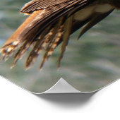 Rotschwanzbäume Poster (Ecke)