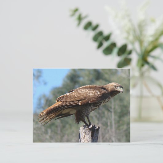 Rotschwanzbäume Postkarte (Stehend Vorderseite)