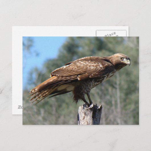 Rotschwanzbäume Postkarte (Vorne/Hinten)