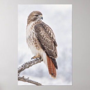 Rotschwanzbussard auf Ast sitzend Wildlife Wandkun Poster