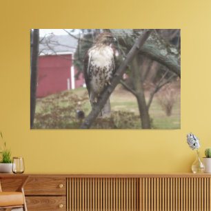 Rotschwanzbussard auf Baum Roter Stall 60" x 40" Leinwanddruck