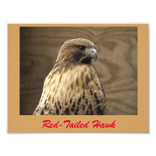 Rotschwanzbussard Foto (Vorne)