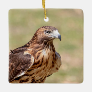 Rotschwanzbussard im Hudson Valley Keramikornament