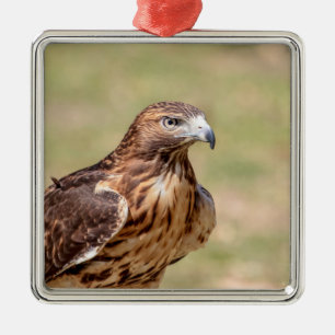 Rotschwanzbussard im Hudson Valley Ornament Aus Metall