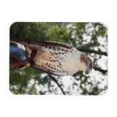 Rotschwanzbussard Magnet (Horizontal)