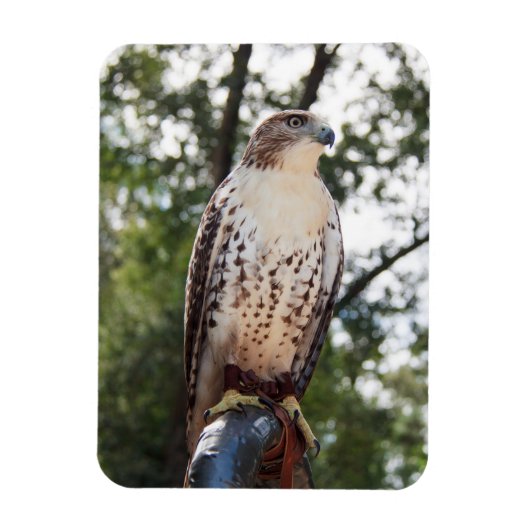 Rotschwanzbussard Magnet (Vertikal)