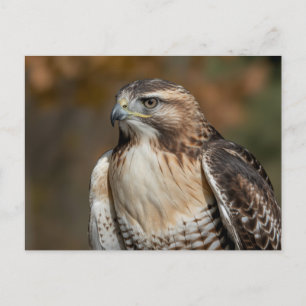 Rotschwanzbussard Nahaufnahme Postkarte