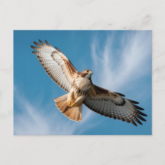Rotschwanzbussard Postkarte (Vorderseite)