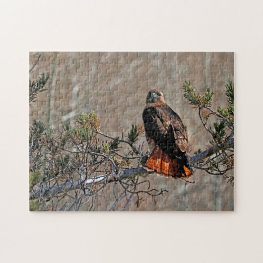 Rotschwanzbussard Puzzle (Horizontal)