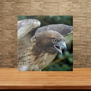 Rotschwanzbussard Raubvogel Foto Fliese