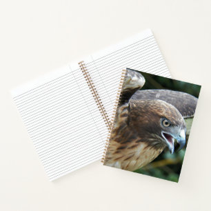 Rotschwanzbussard Raubvogel Foto Notizblock