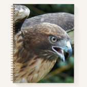 Rotschwanzbussard Raubvogel Foto Notizblock (Vorderseite)