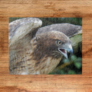 Rotschwanzbussard Raubvogel Tier Puzzle